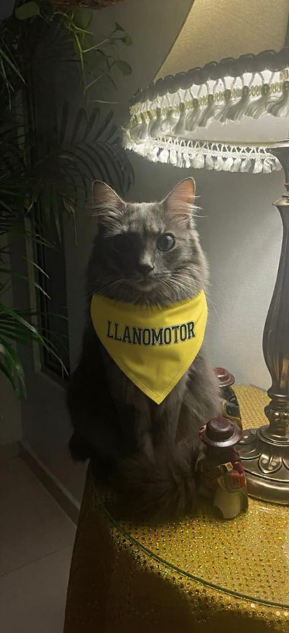 Luna, gata gris de Llanomotor, con pañoleta de la marca