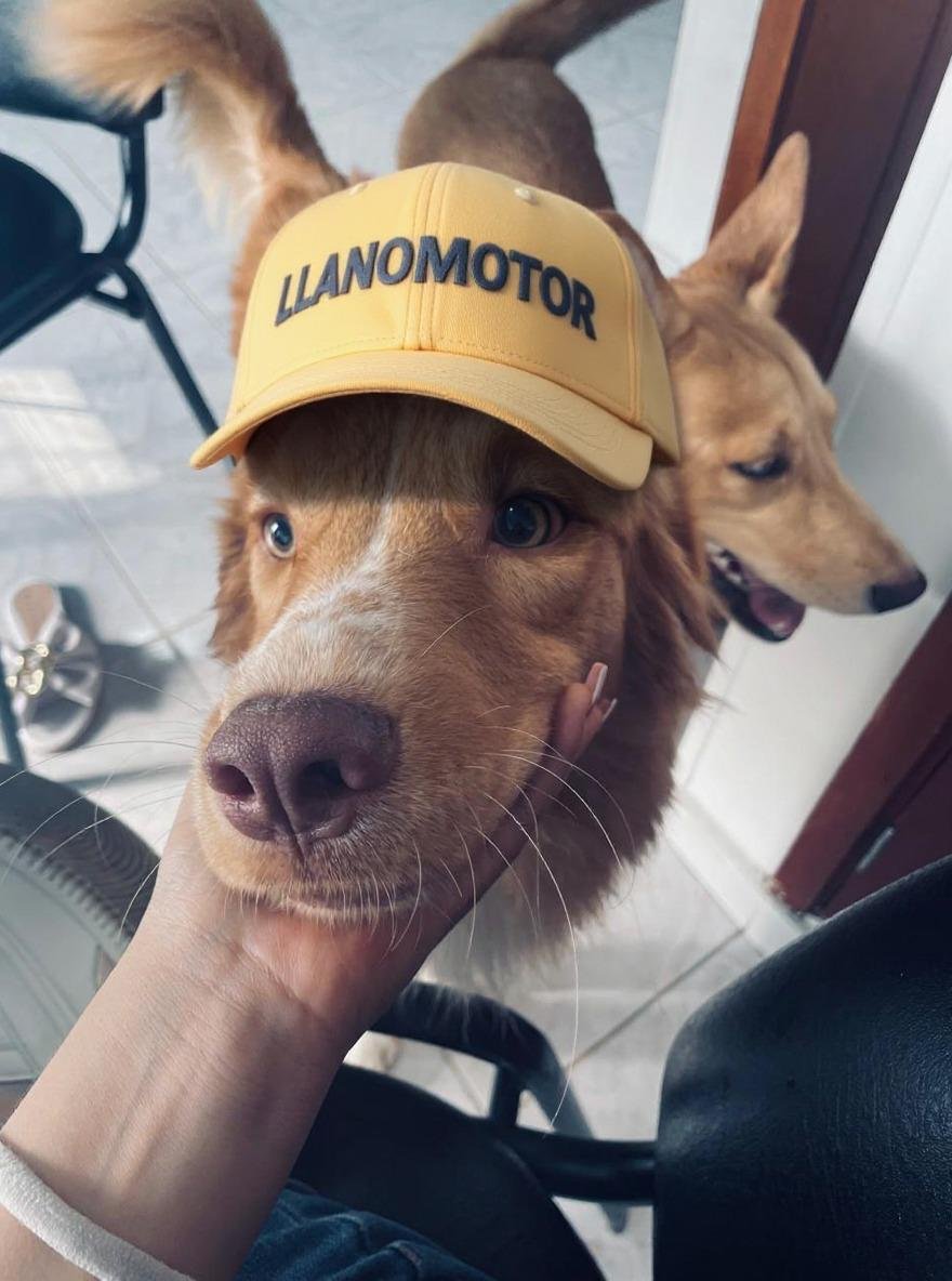 Mono, mascota de Llanomotor, con gorra de la marca