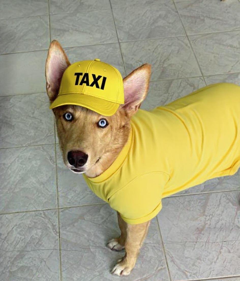 Luky, mascota de Llanomotor, con camiseta amarilla y gorra de taxi
